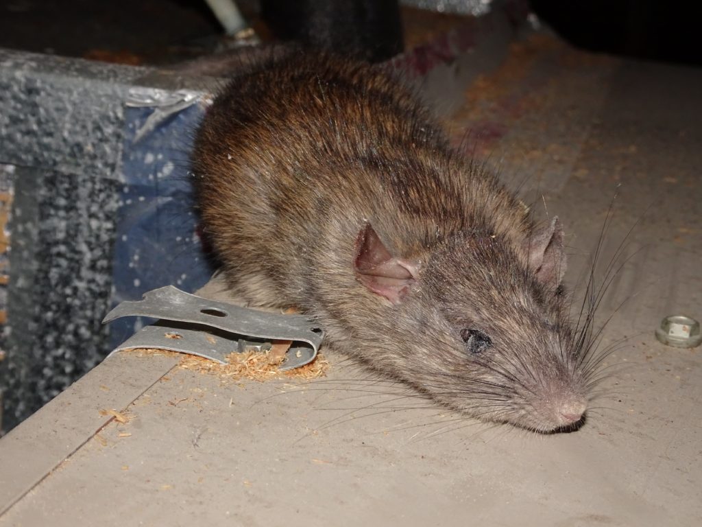 Does Baking Soda Kill Rats Rat Poison Facts
