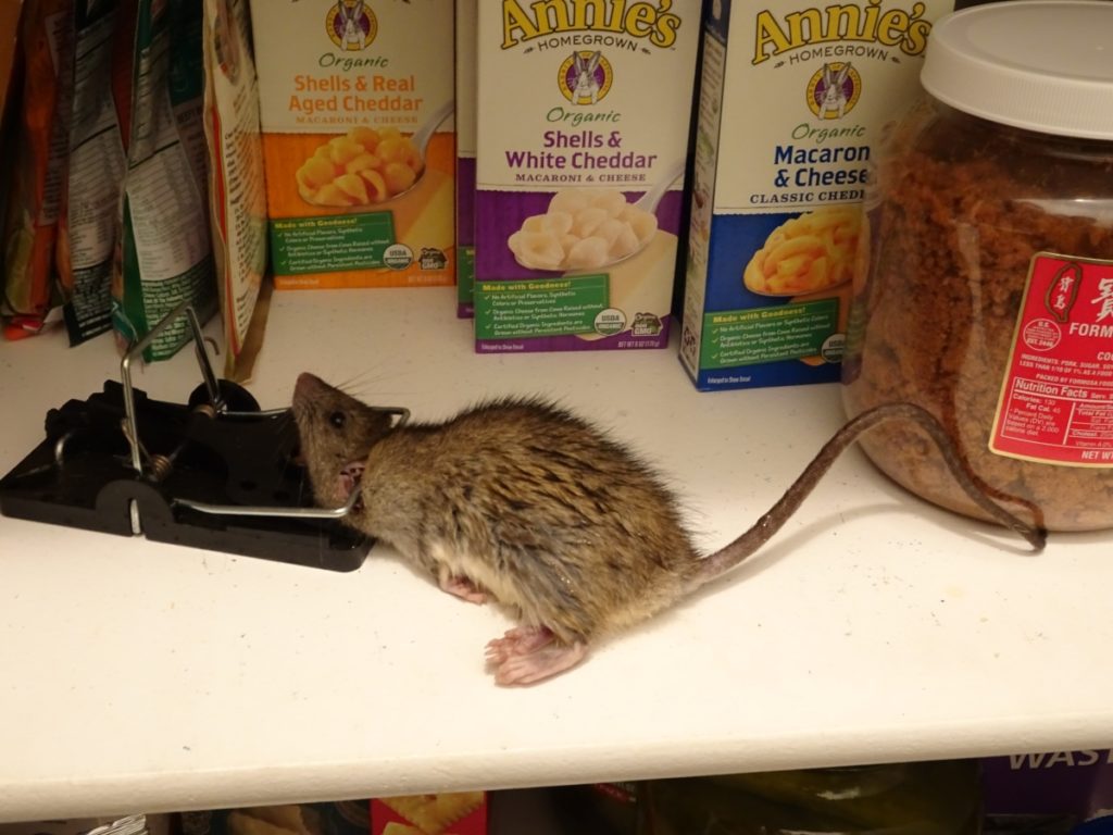 How to Kill Mice - Does Poison Work?