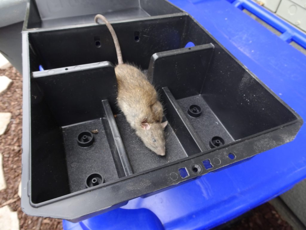 How To Kill Mice & Rats (RODENTS) with Baking Soda 