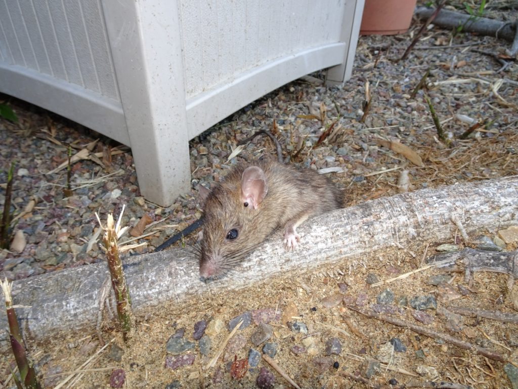 Metal Phosphide Rat Poison Analysis – Rat Poison Facts